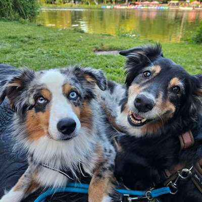 Hundetreffen-Pfoten Buddys gesucht-Bild