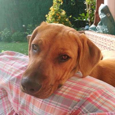 Hundetreffen-Welpentreffen-Profilbild