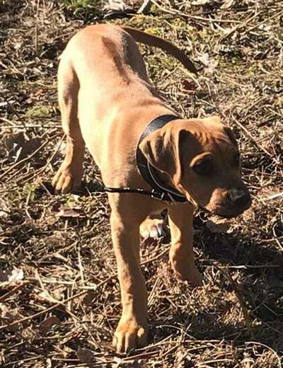 Rhodesian Ridgeback-Beitrag-Bild