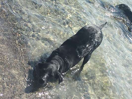 Dogorama-Monats-Challenge-Mai "Wasser"-Beitrag-Bild