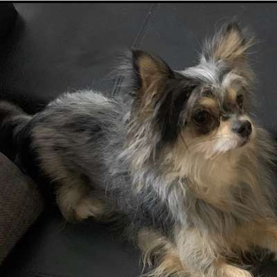 Hundetreffen-Kleine Hunde treffen sich kostenlos und ganz privat in Irmtraut-Bild