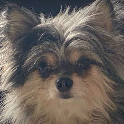 Hundetreffen-Kleine Hunde treffen sich kostenlos und ganz privat in Irmtraut-Bild