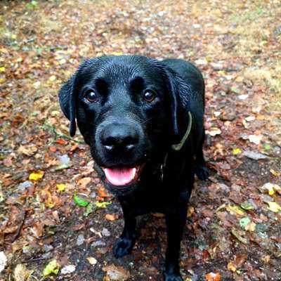 Black dogs are beautiful-Beitrag-Bild