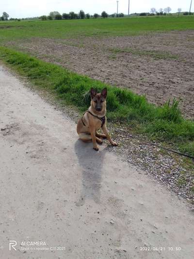 Deutsche Schäferhunde, Belgische Schäferhunde.-Beitrag-Bild