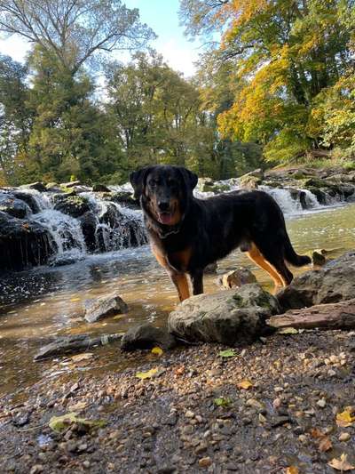 Dogorama Photo Challenge - Gassipause-Beitrag-Bild