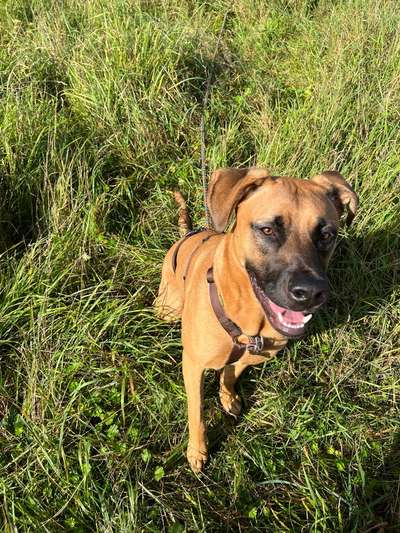 Malinois-Beitrag-Bild