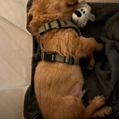 Hundetreffen-Welpentreffen in Berlin-Bild