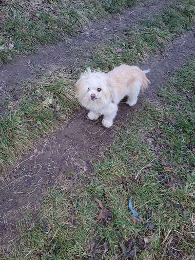 Shih Tzu von Jung bis Senioren-Beitrag-Bild