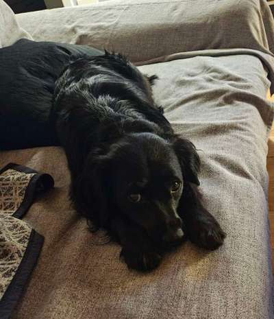 Epagneul Breton-Beitrag-Bild