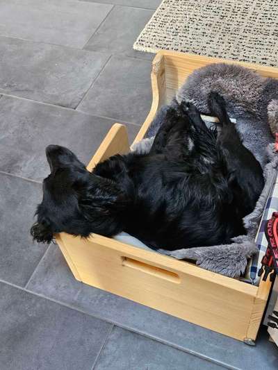 Epagneul Breton-Beitrag-Bild