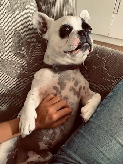 Hundetreffen-Hundetreffen Uplengen-Bild