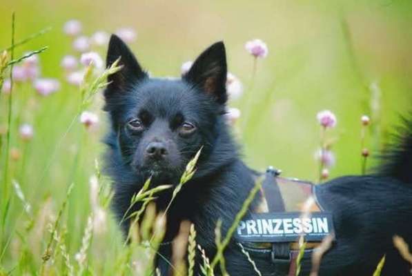 Die Dogorama Monats Challenge "Es grünt und blüht"-Beitrag-Bild