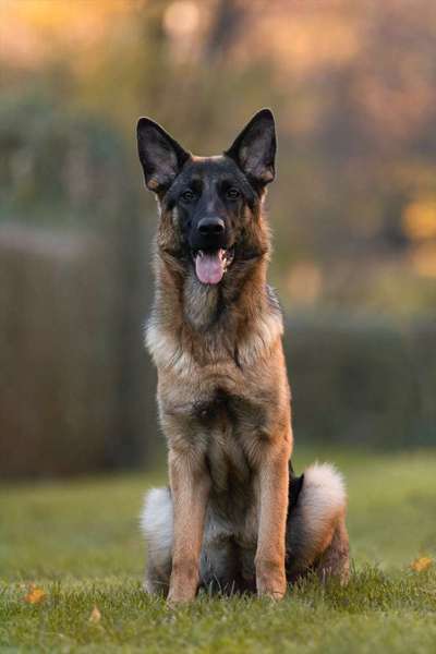 Deutsche Schäferhunde, Belgische Schäferhunde.-Beitrag-Bild