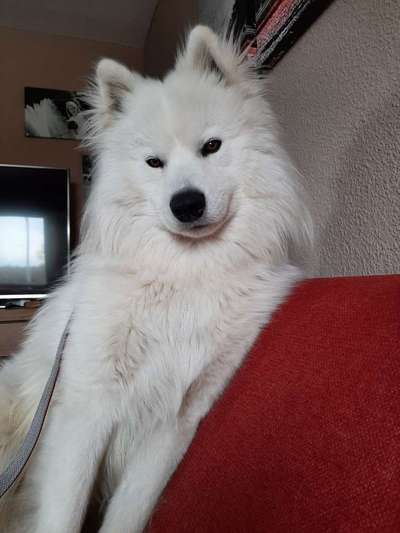 Samojede Besitzer-Beitrag-Bild