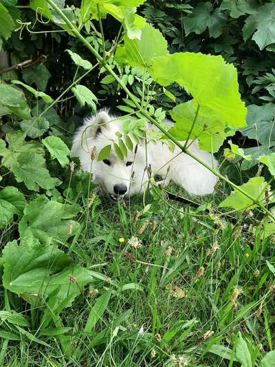 Dogorama Photo Challenge - Märchenwald-Beitrag-Bild