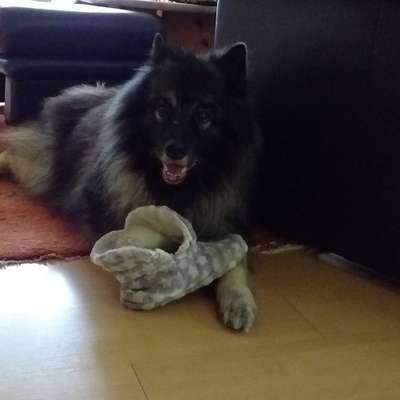 Seltene Rassen!-Beitrag-Bild