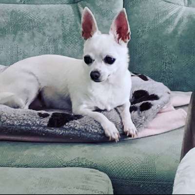 Unsere Fellnasen im Regenbogenland-Beitrag-Bild