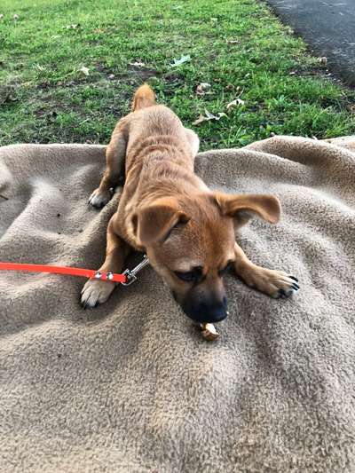 Mischlingshunde Foto Aufruf-Beitrag-Bild