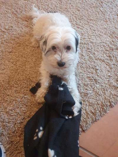 Welche Hunderasse-Beitrag-Bild