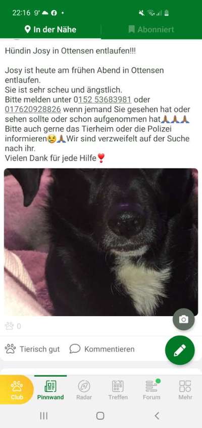 Entlaufene, Gefundene und Vermisste Hunde-Beitrag-Bild