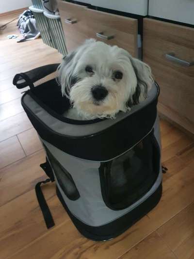 Hunde Rucksack Empfehlungen-Beitrag-Bild