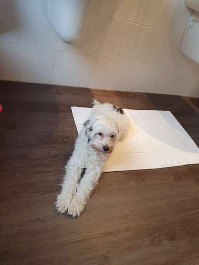 Welche Hunderasse-Beitrag-Bild