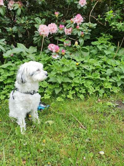 Tibet Terrier-Beitrag-Bild