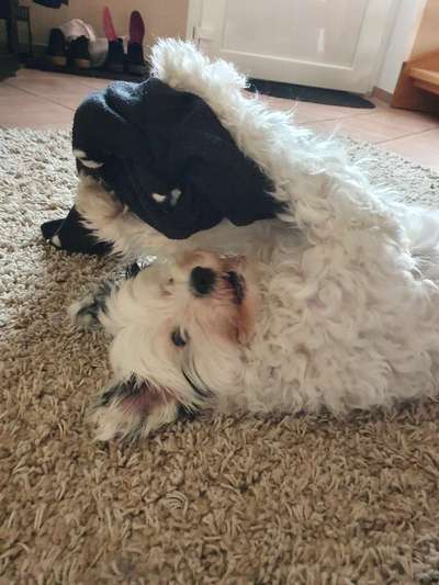 Zeigt mir die tollste Nahaufnahme von eurer Fellnase-Beitrag-Bild