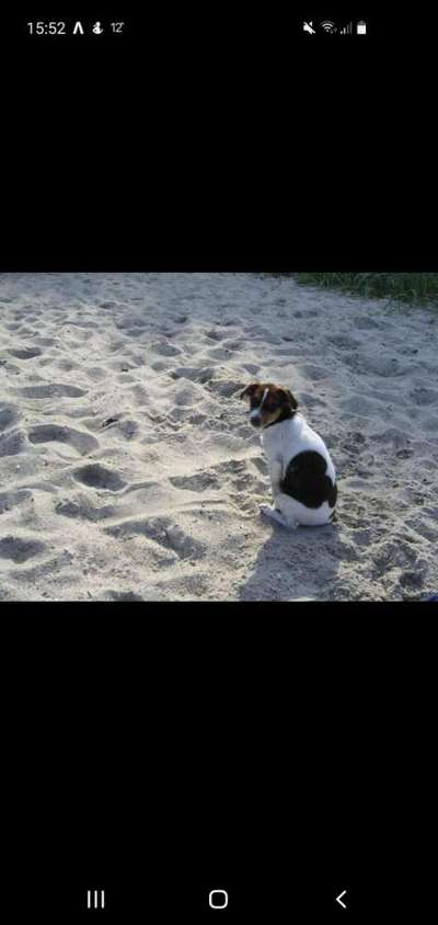 Wo sind die Jack und Parson Russell Terrier?-Beitrag-Bild