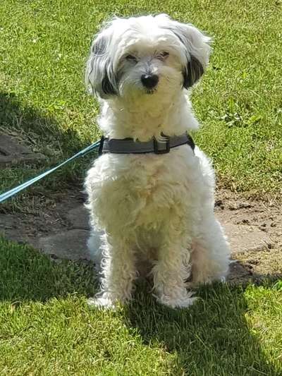 Foto's und Hundemodels-Beitrag-Bild