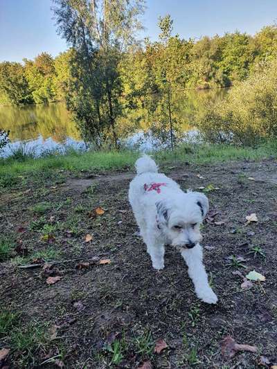 Dogorama Foto Challenge - Wanderziel-Beitrag-Bild