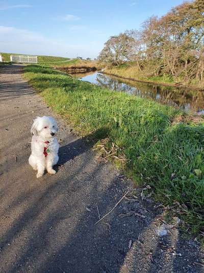 Zeigt euren Hund an eurem lieblingsplatz-Beitrag-Bild