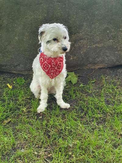 Fotochallange nr. 106
Der geschmückte Hund.-Beitrag-Bild