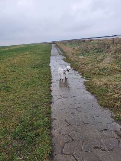 FOTOCHALLENGE 72 - Glücklicher Hund im Schmuddel-Look-Beitrag-Bild