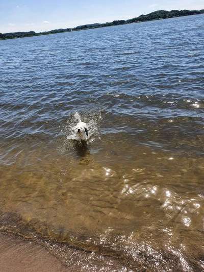 Die Dogorama Wochen Challenge: “Dein Hund im Urlaub”-Beitrag-Bild