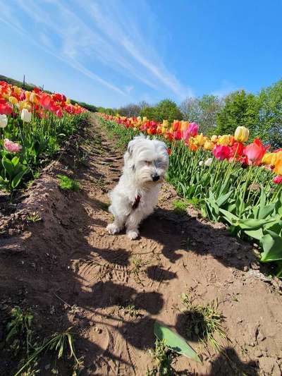 27. Collagen Challenge - Dein Hund mit Blume(n)-Beitrag-Bild