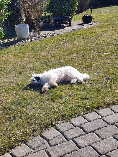 Fotosammlung: ,,Der natürliche Hund" Unbearbeitet, ungestellt und in Natura-Beitrag-Bild