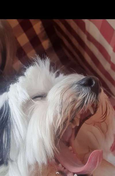 Zeigt mir die tollste Nahaufnahme von eurer Fellnase-Beitrag-Bild