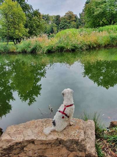 Hundebilder-Beitrag-Bild