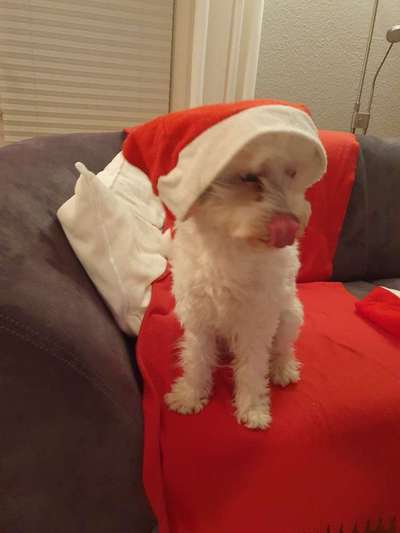 Fotochallenge Nr. 59 - Mein Hund zeigt die Zunge-Beitrag-Bild