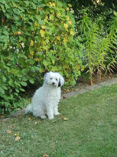 Die Dogorama Wochen Challenge-Beitrag-Bild