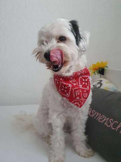 Foto's und Hundemodels-Beitrag-Bild