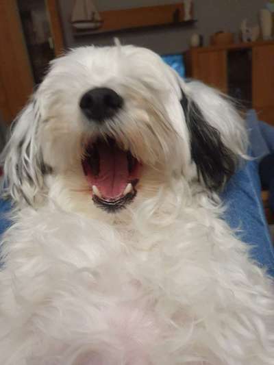 Dogorama Photo Challenge - Dein Hund beim Gähnen-Beitrag-Bild