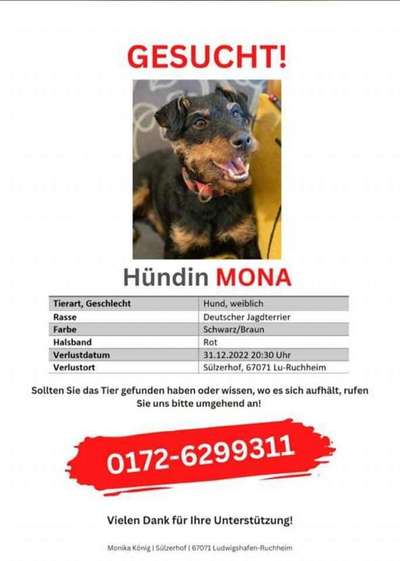 Entlaufene, Gefundene und Vermisste Hunde-Beitrag-Bild