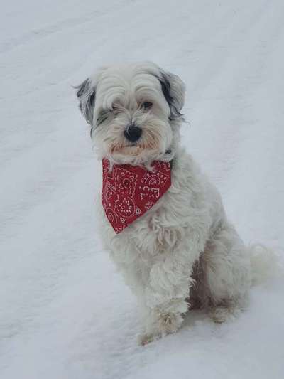 Dogorama Photo Challenge - Portrait-Beitrag-Bild