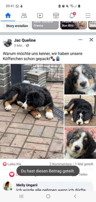 Berner Sennen-Beitrag-Bild