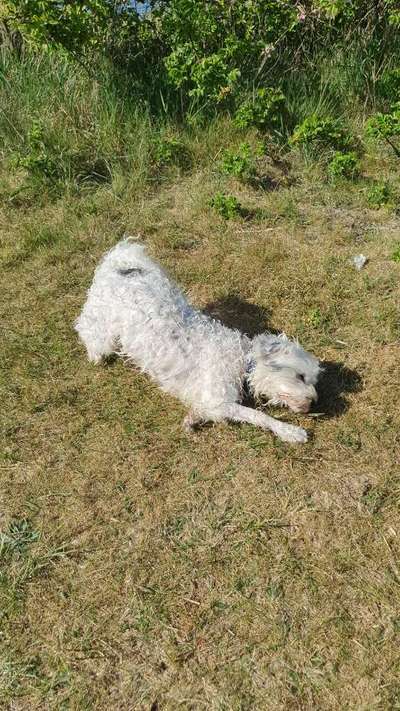 Hunde in Action-Beitrag-Bild