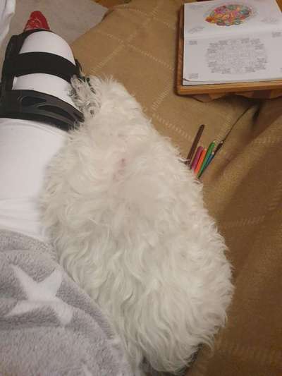 Der Lieblingsplüschi eures Vierbeiners-Beitrag-Bild