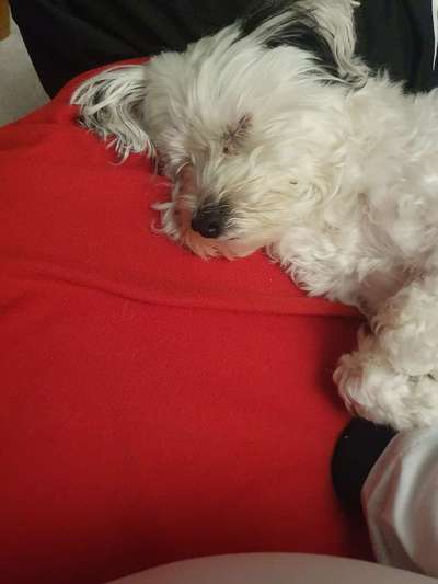 Foto's und Hundemodels-Beitrag-Bild