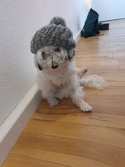 Tibet Terrier-Beitrag-Bild